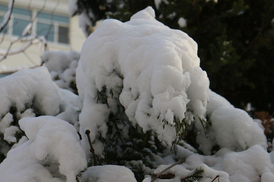 落雪的树枝