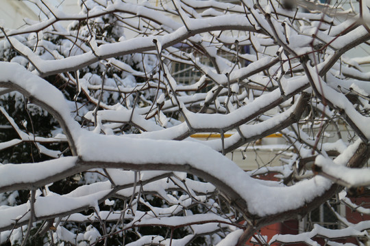 落雪的树枝