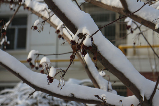 雪后红果树