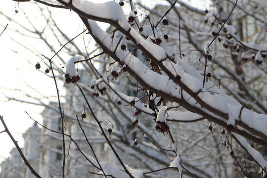 落雪红果树