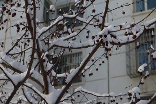 落雪红果树