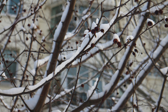 大雪红果树