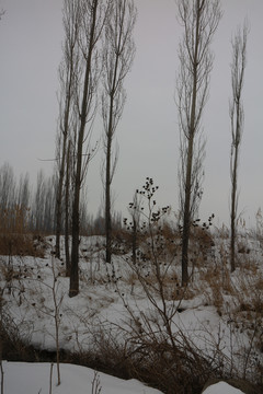 雪地杨树林