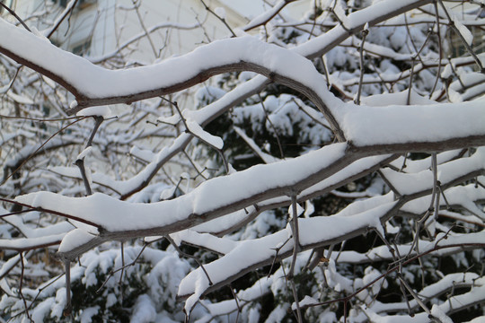 雪挂