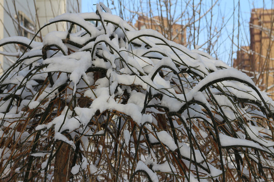 雪挂