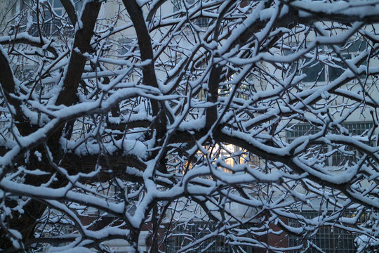 雪枝