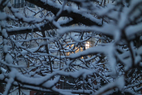 雪树窗户