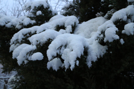 雪挂松枝