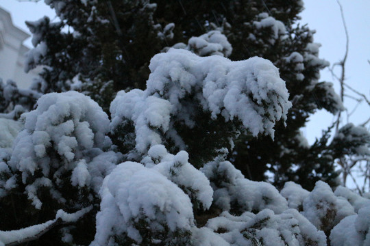 雪挂松枝