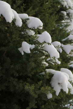 雪松