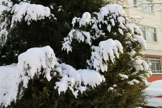 雪松