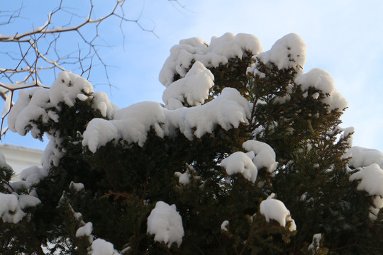 雪松