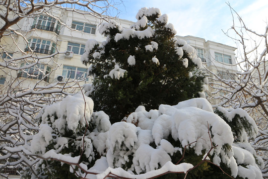 雪松