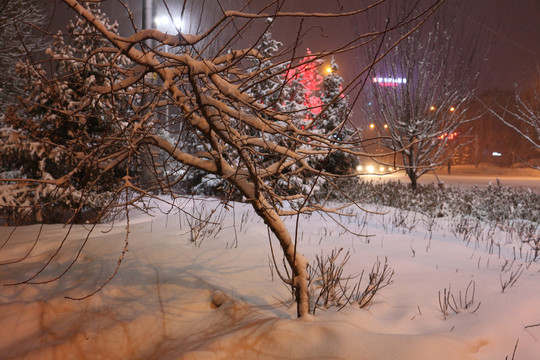 夜色白雪树林