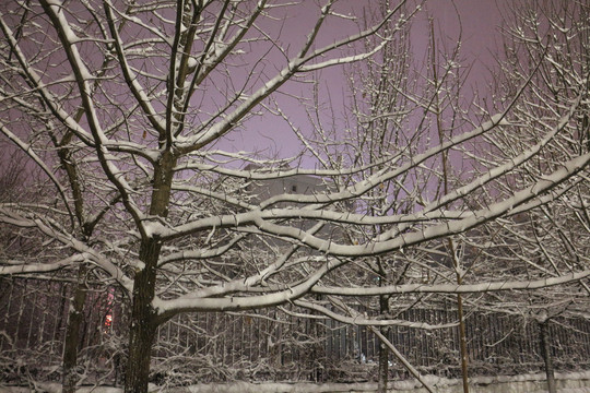 夜色白雪树林