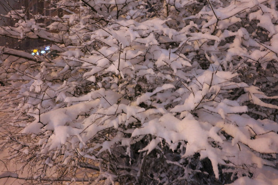 夜色雪树