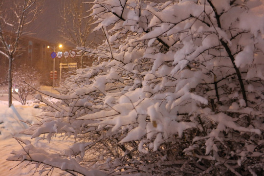 夜灯雪树
