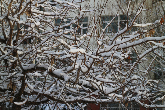 雪挂