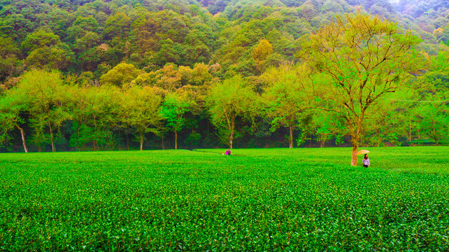 西湖龙井