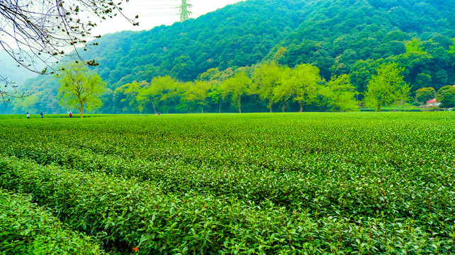 绿茶茶园