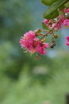 粉色紫薇花