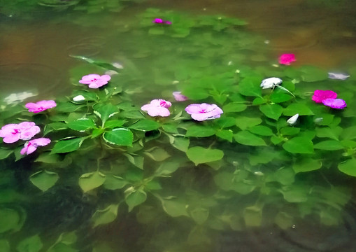 水中的苏丹凤仙花