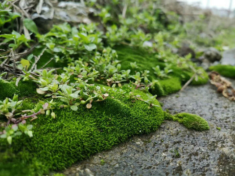 小植被