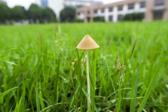 雨后的小蘑菇