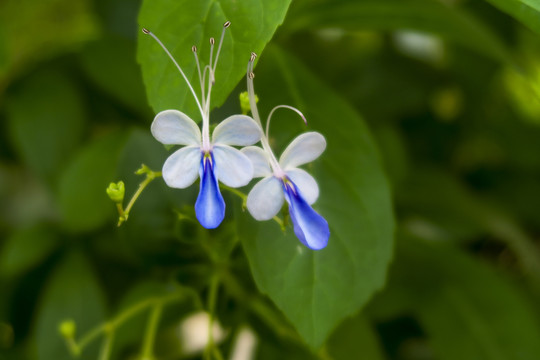 蓝蝴蝶花