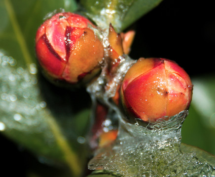 茶花