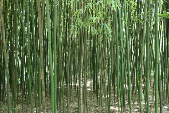 竹林