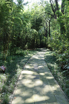 竹林小路