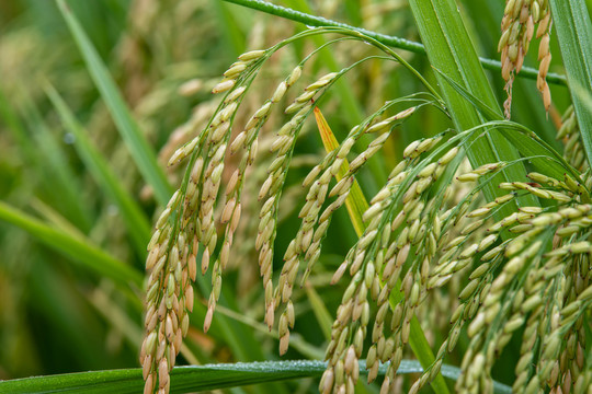 稻田里的稻谷