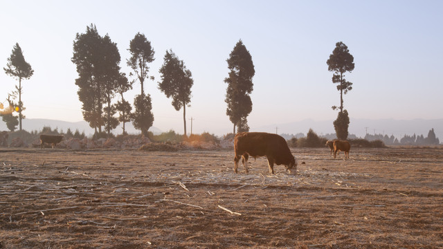 清晨阳光下田野里的黄牛