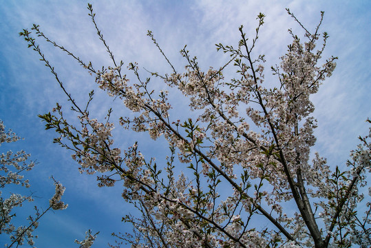 樱花