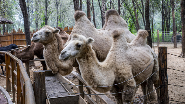 动物园里等待喂养的骆驼