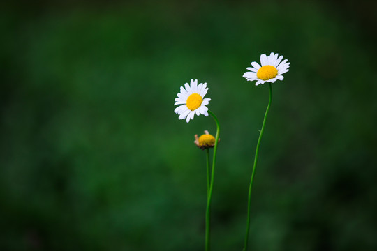 洋甘菊白晶菊