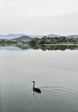 黑天鹅