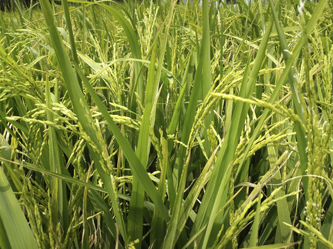 拍摄青稻稻花