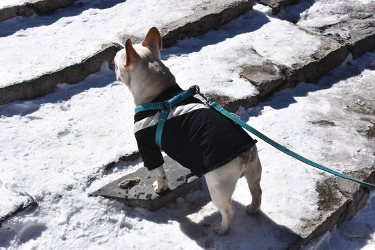 爬上雪山的小斗牛