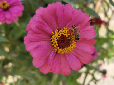 百日菊与蜜蜂特写