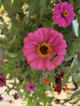 百日菊与飞舞的蜜蜂