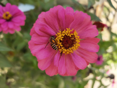 百日菊与蜜蜂大图