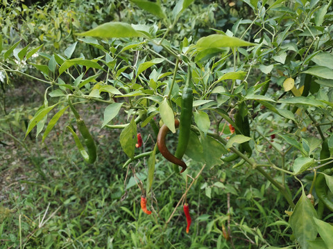 菜园子里的辣椒树与辣椒