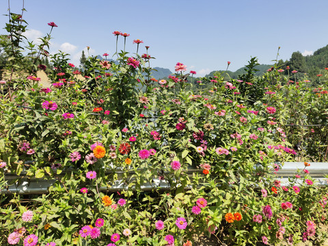 一片百日菊