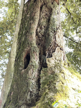 红椆树古树保护