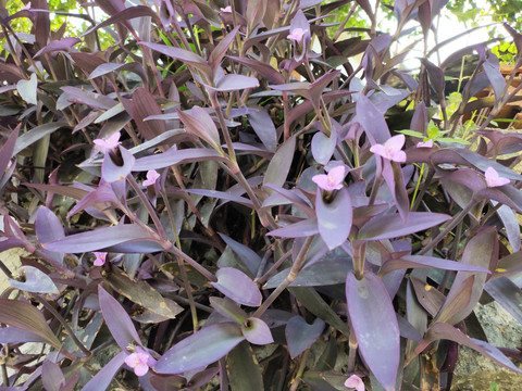 紫竹梅花卉
