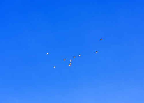 晴天日出后向阳飞行的一群海鸟