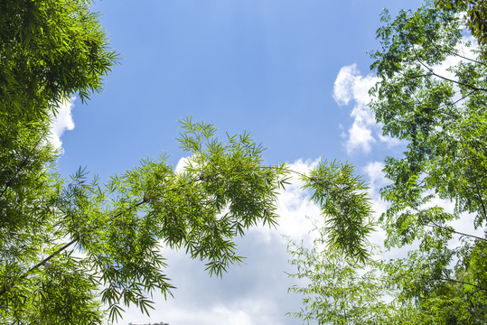 仰拍天空竹叶