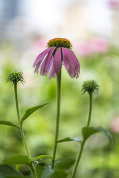 松果菊花